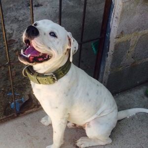 Meet your Posher, Joel